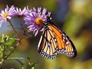  One of the most beautiful processes that we can evidently see transitions taking place is through the life cycle of a butterfly.(Photo courtesy of CC0)