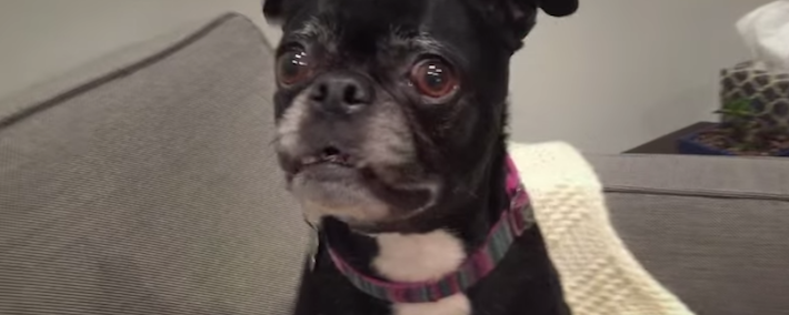 WATCH: We Had No Idea Smoking Could Do This To Pets