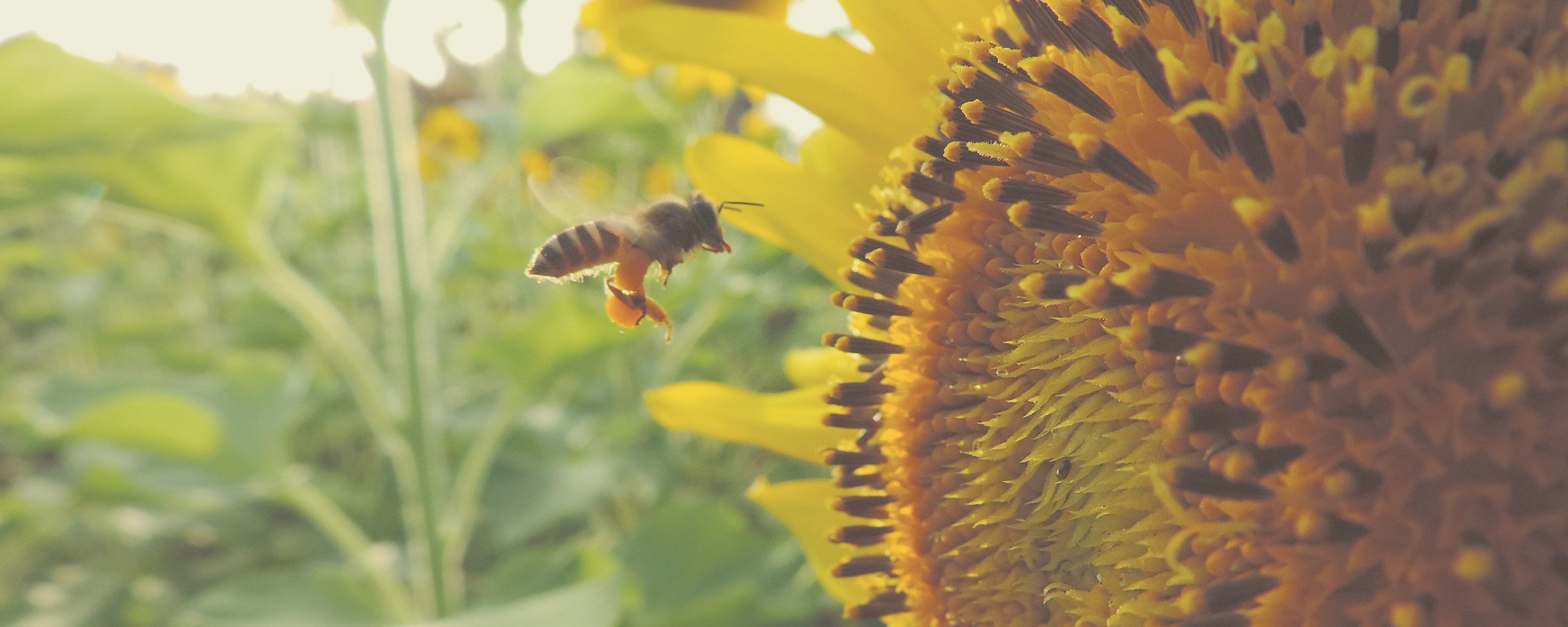 A Grand Bee-saster: Did You Know The End Of Our World Actually Starts With Bees?