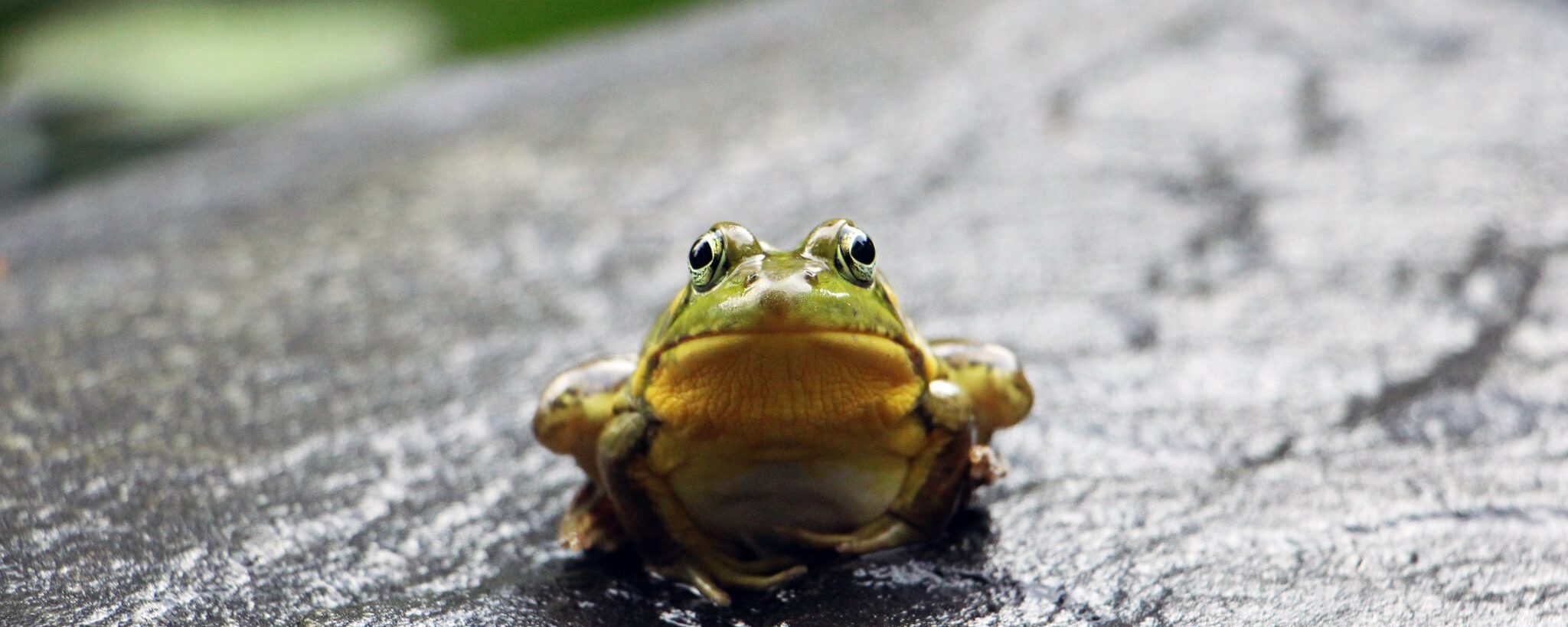 Eating That Frog: Five Productivity Secrets for Getting Things Done