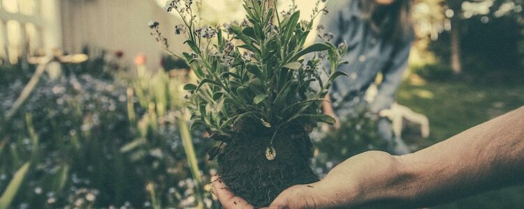 Thinking About Gardening? Here’s How It Can Improve Your Mental Health