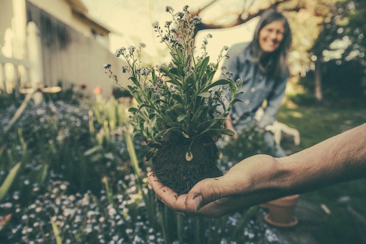 Thinking About Gardening? Here’s How It Can Improve Your Mental Health ...