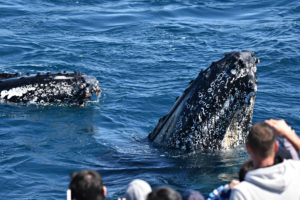 whale watch western australia