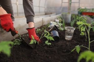 growing vegetables 