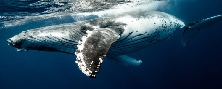 Top 7 Locations in Australia to See Whales