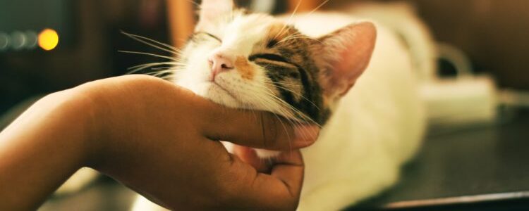 11 Reasons You Should Get a Cat