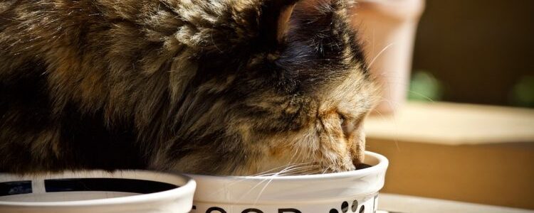 5 Ways To Find Best Food For Your Cat 