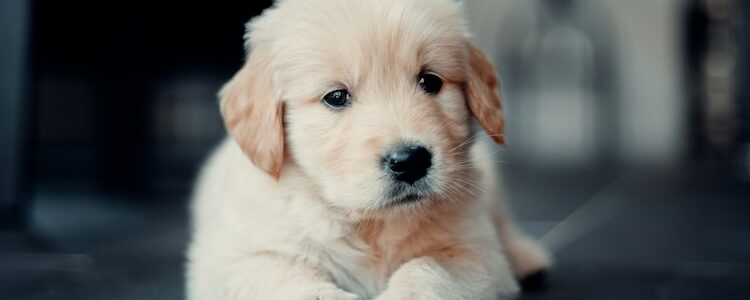 The Rise In Popularity Of White Golden Retrievers: What You Need To Know Before Getting One