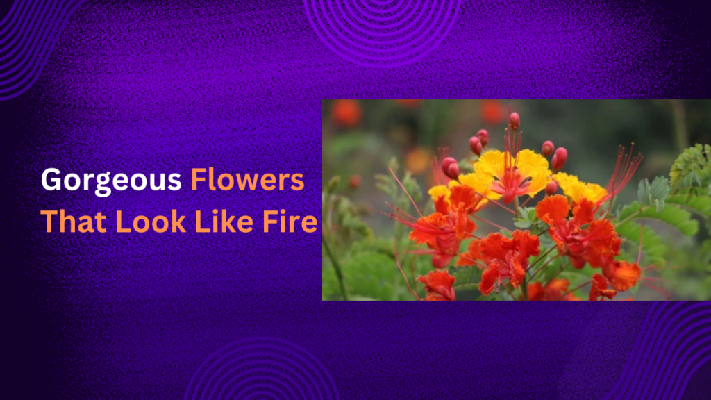 Flowers That Look Like Fire