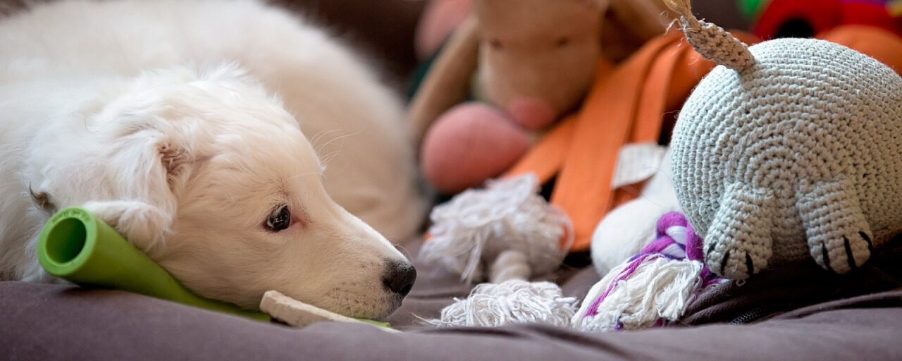 Pet-Friendly Cleaners for a Safe, Fresh Home Environment