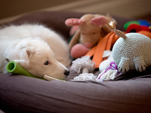 Pet-Friendly Cleaners for a Safe, Fresh Home Environment