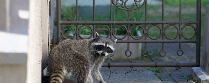 The Importance of Timely Raccoon Removal in Houston for Homeowners