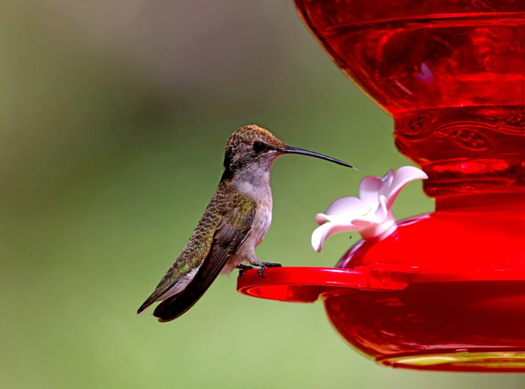 hummingbird-feeder-outdoor-patio