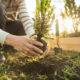 Tree Planting