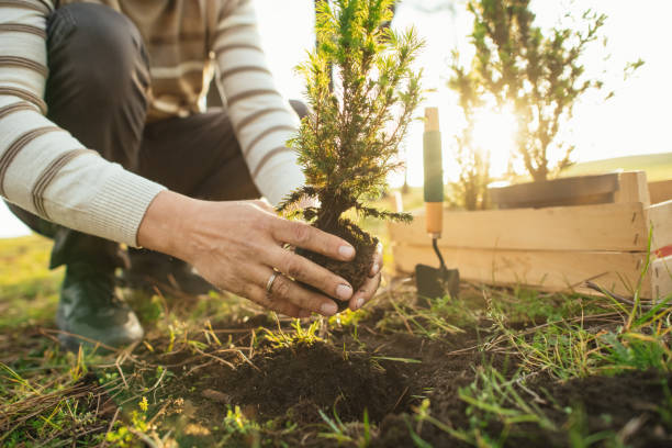 Tree Planting